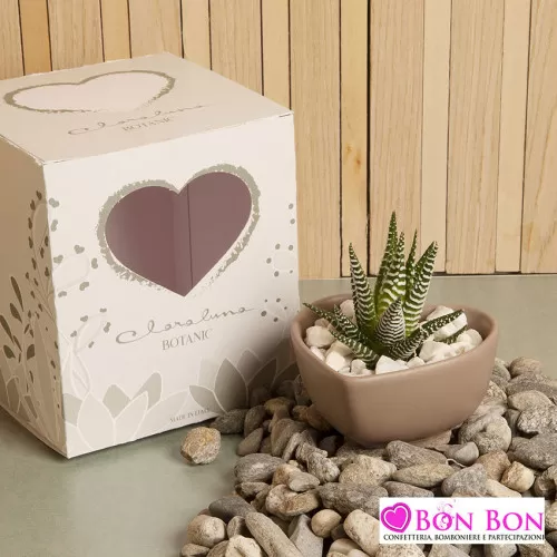 Bomboniera matrimonio piantina grassa vera con ciotola tortora Claraluna - 1